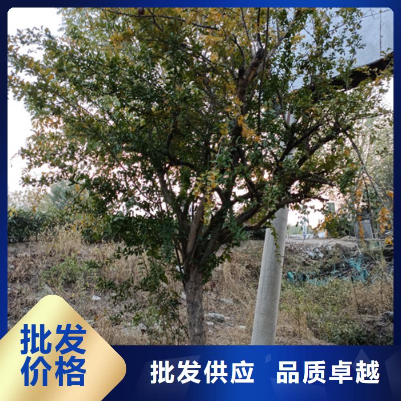 速生法桐认准翌昊苗木种植基地