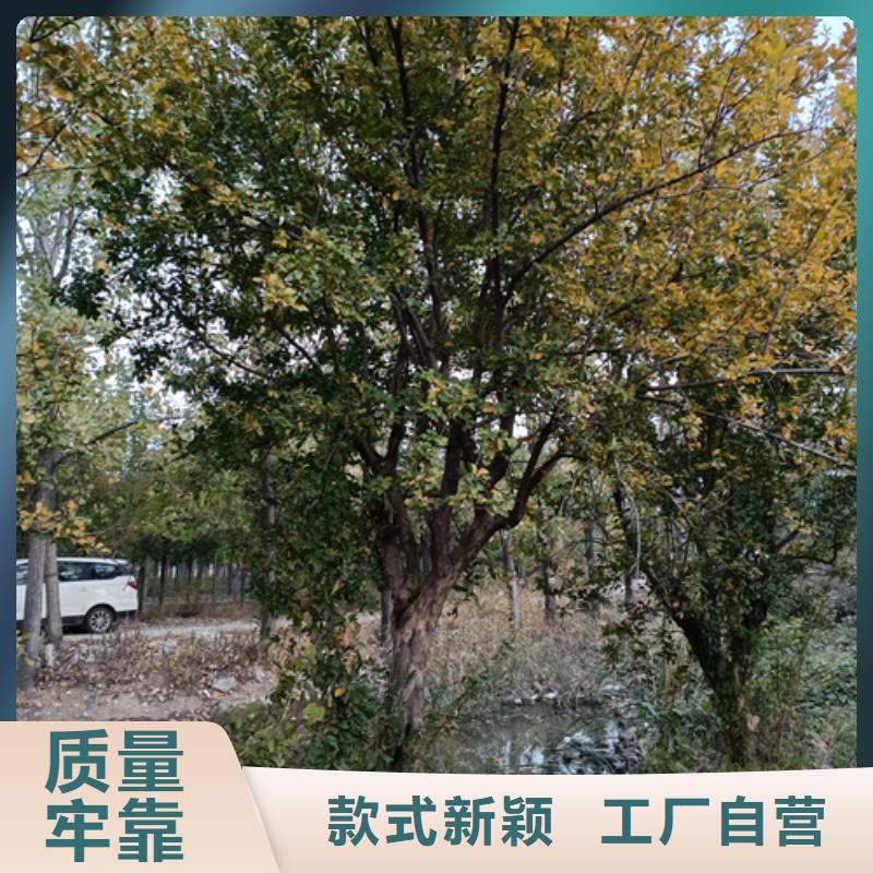 法桐价格现货供应苗木基地