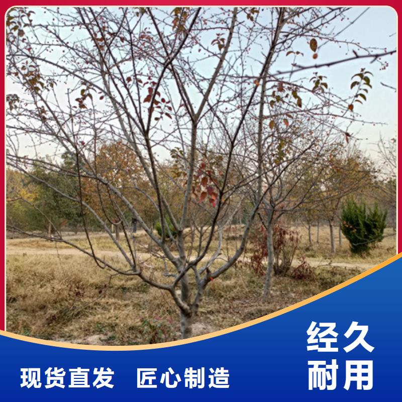 法桐价格种植基地苗木基地