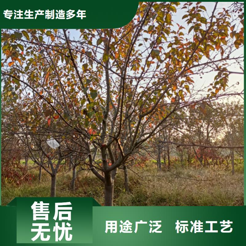 法桐量大从优苗木基地