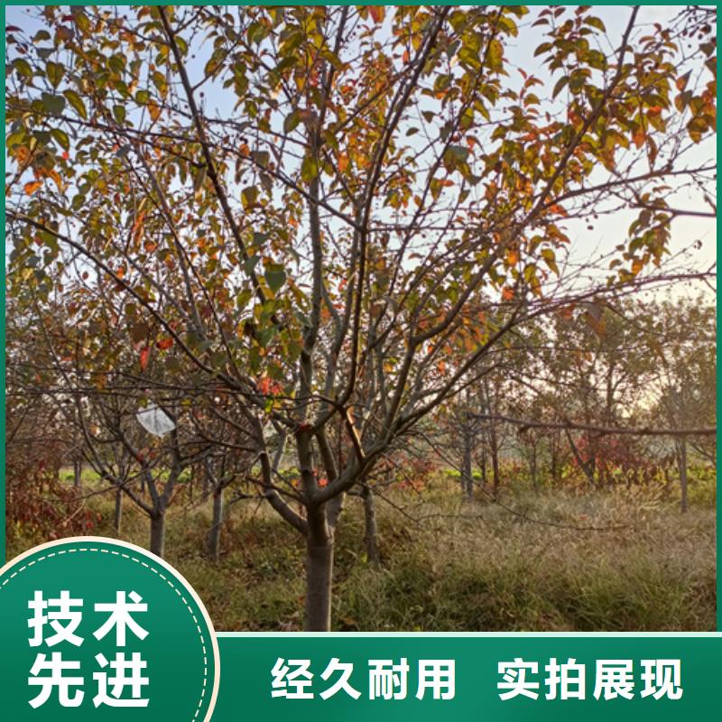 法桐质量保证绿化苗木