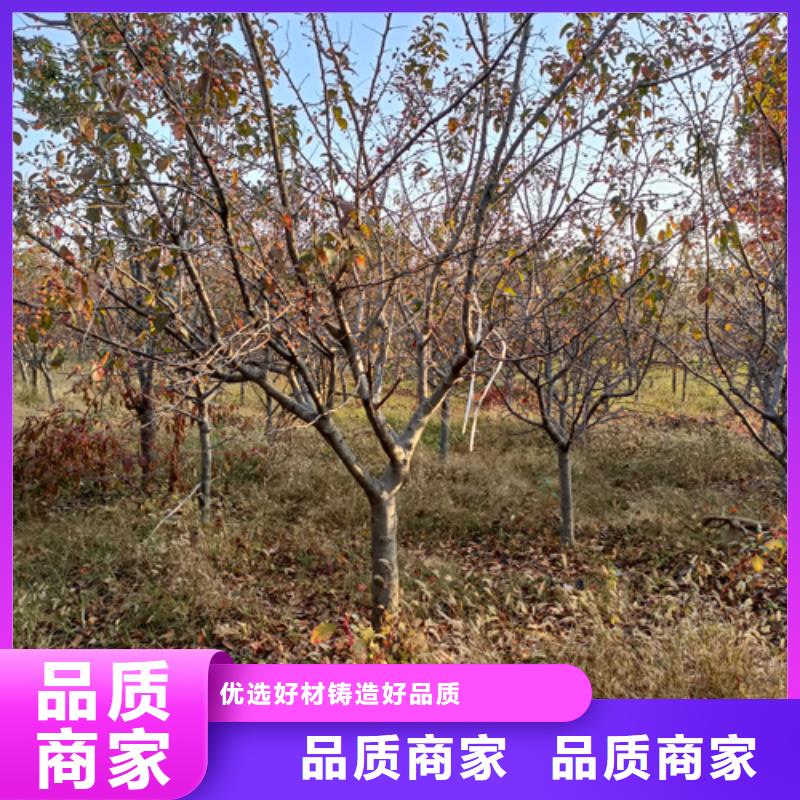 法桐小苗欢迎电询苗木基地