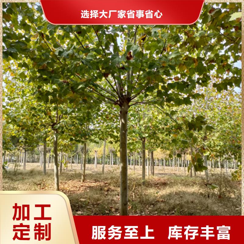造型法桐质量保证绿化乔木