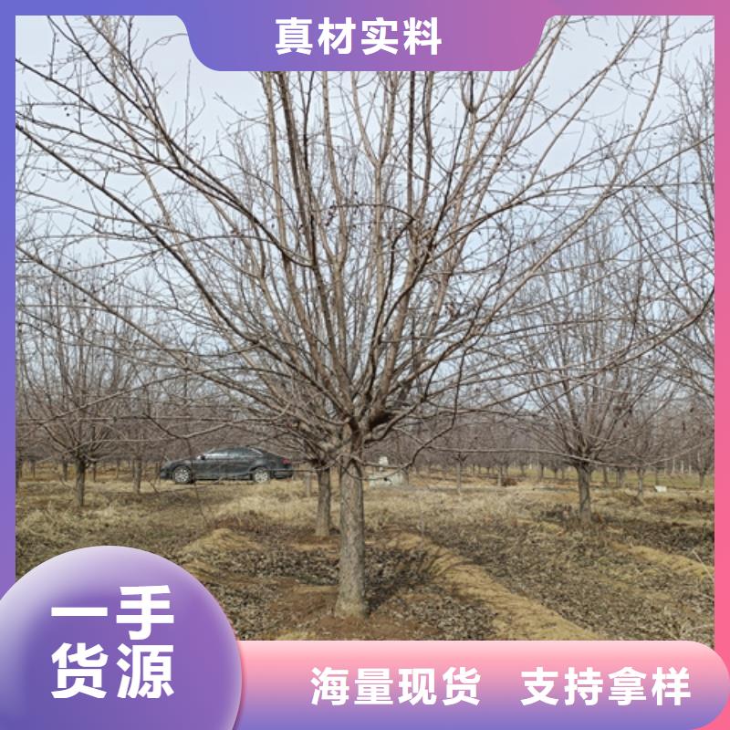 选购法桐行情找翌昊苗木种植基地