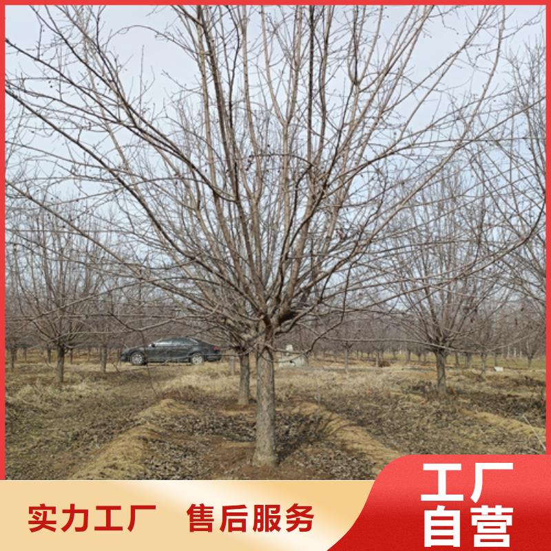 速生法桐价格品牌:翌昊苗木种植基地