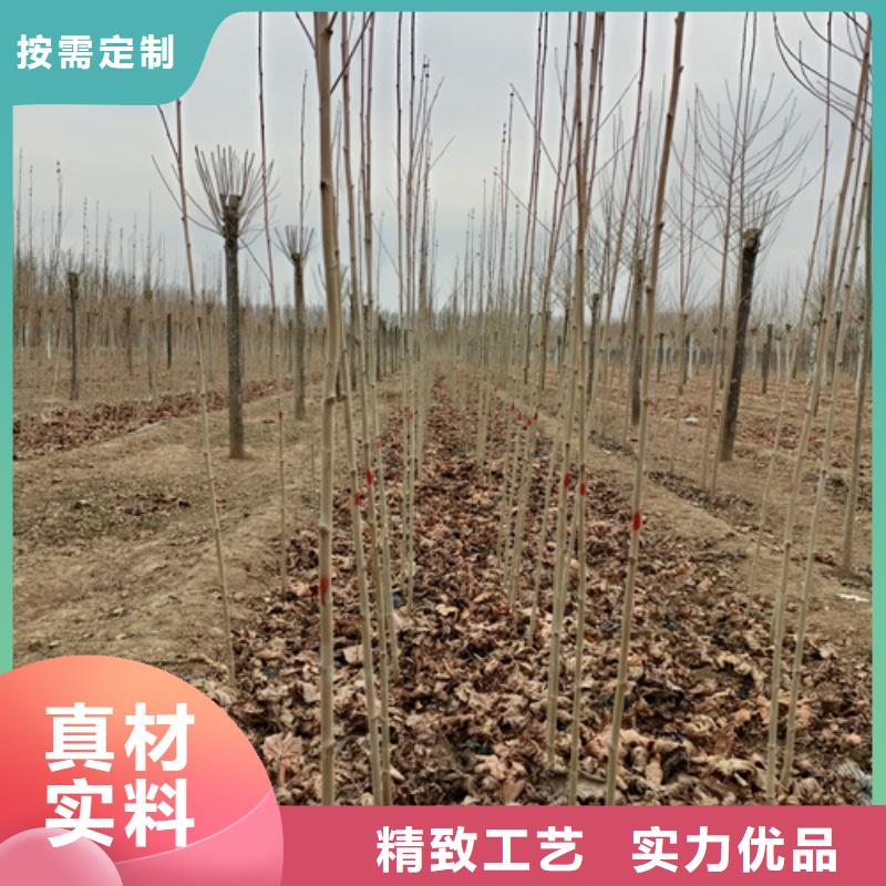 法桐择优推荐苗木基地