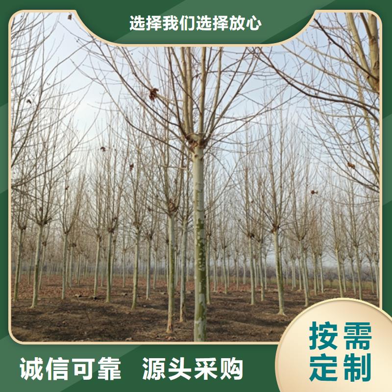 法桐价格基地绿化乔木