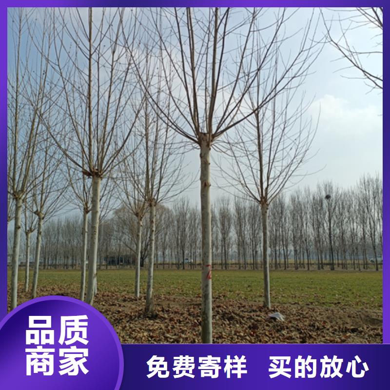 法桐价格现货供应苗木基地