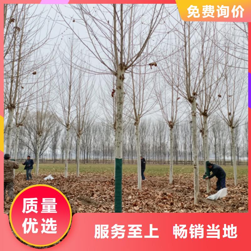 万宁市法桐质量保证绿化苗木