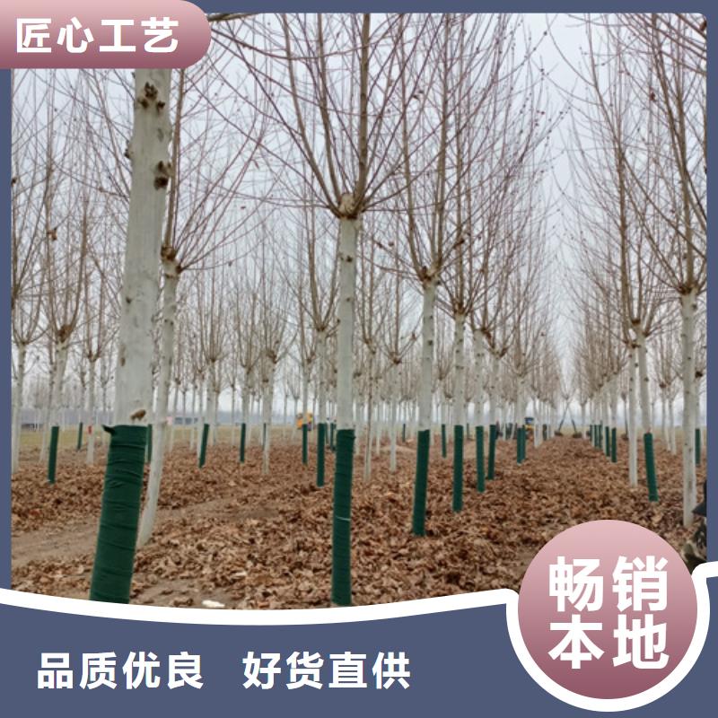 造型法桐现货供应绿化乔木