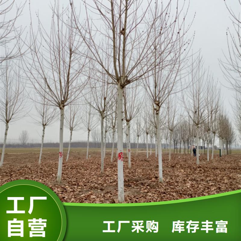 法桐价格价格优惠苗木基地