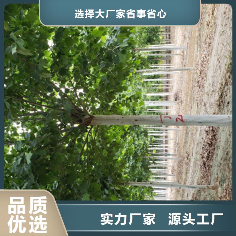 法桐小苗种植基地苗木基地