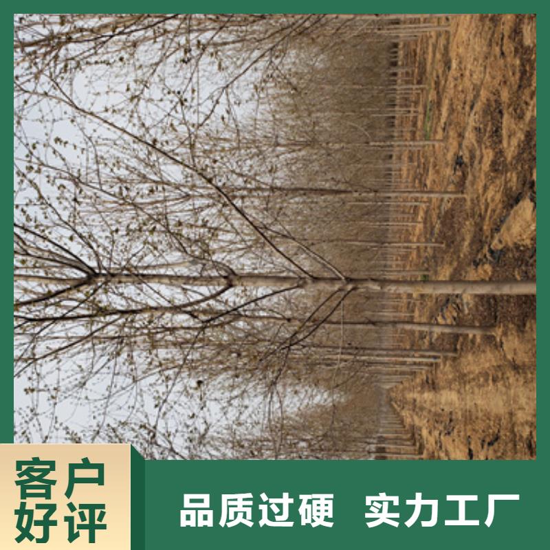 购买法桐认准翌昊苗木种植基地