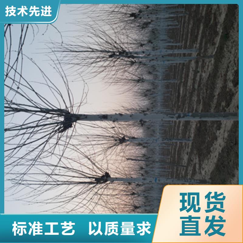 法桐行情找翌昊苗木种植基地