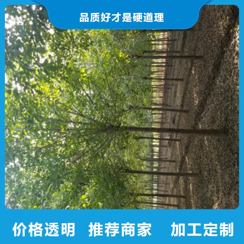 法桐小苗现货供应苗木基地