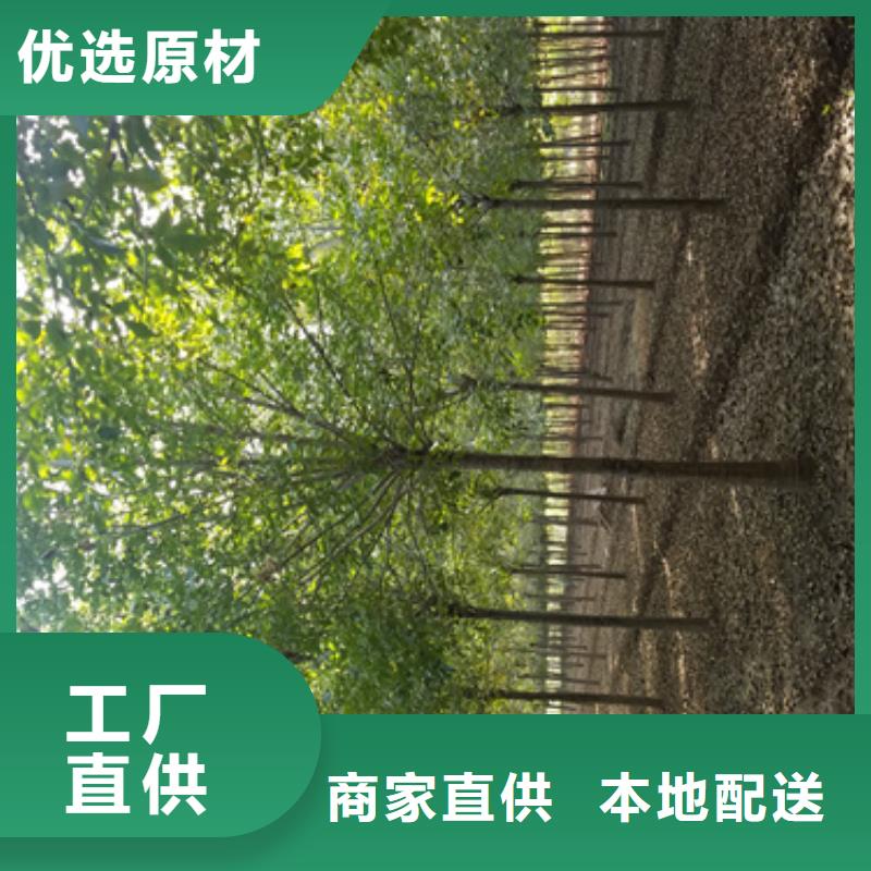 找法桐-实体厂家可定制