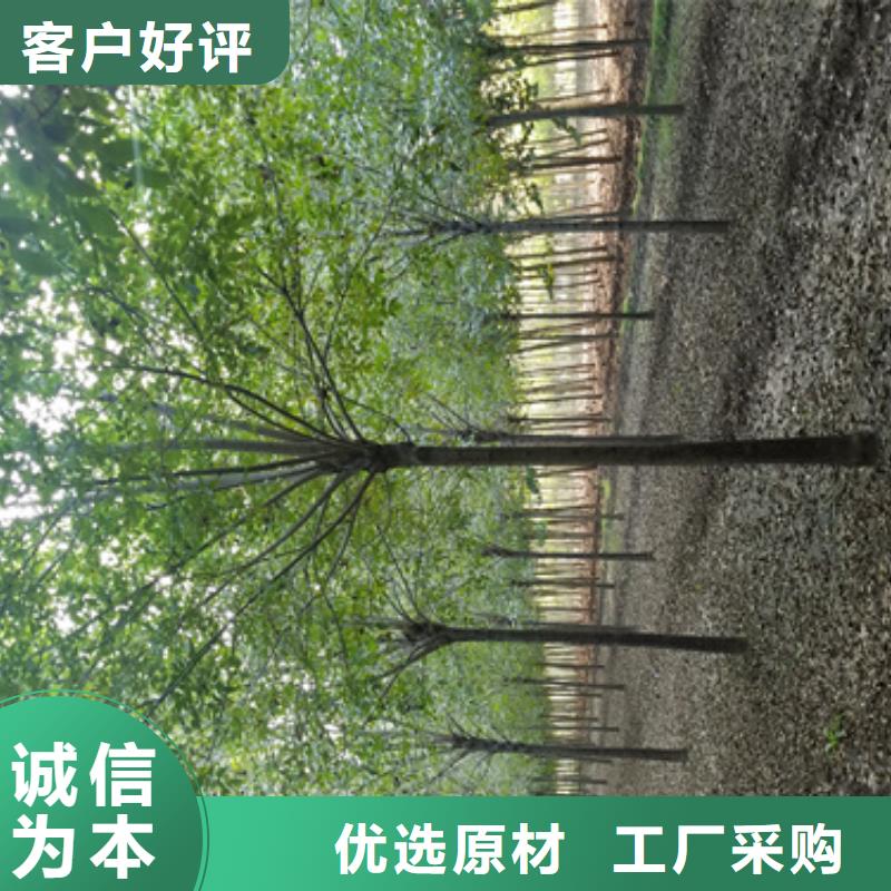 批发法桐基地_诚信企业