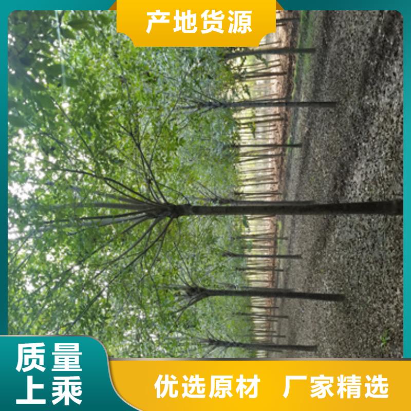 法桐现货直供苗木基地