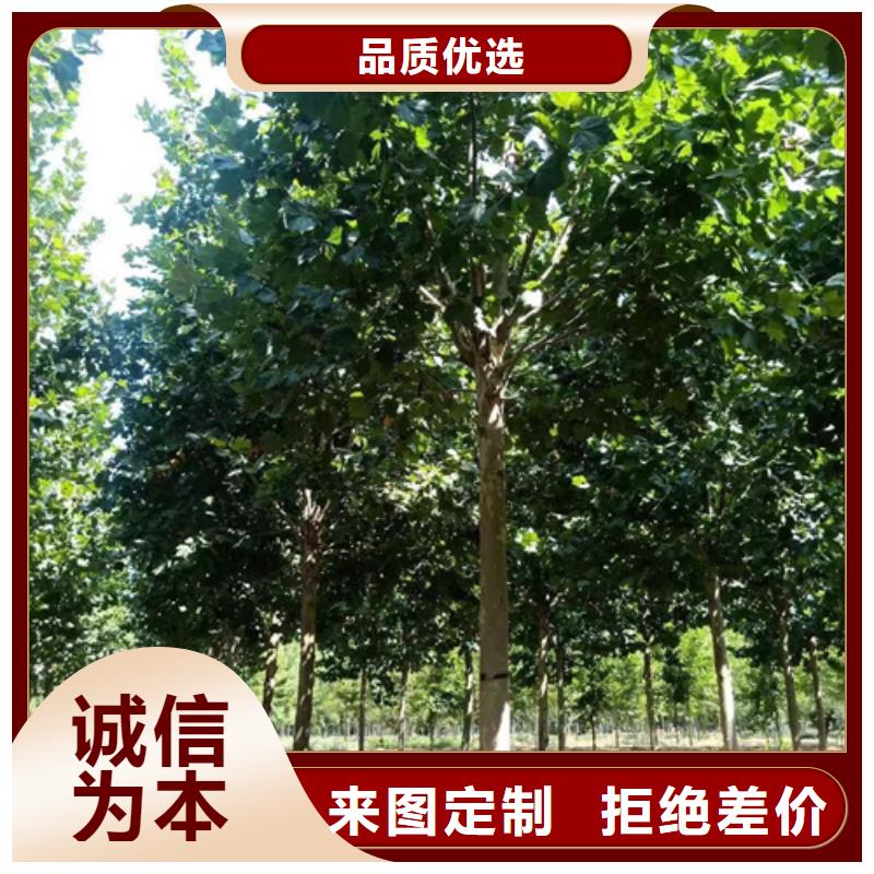 法桐价格质量保证绿化乔木