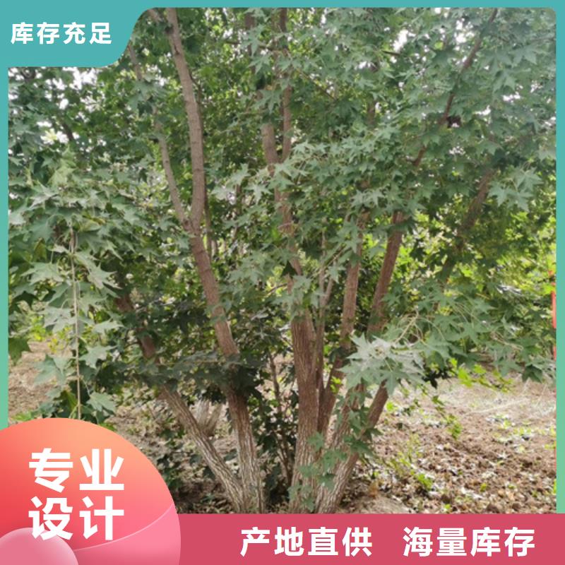 法桐小苗现货供应苗木基地