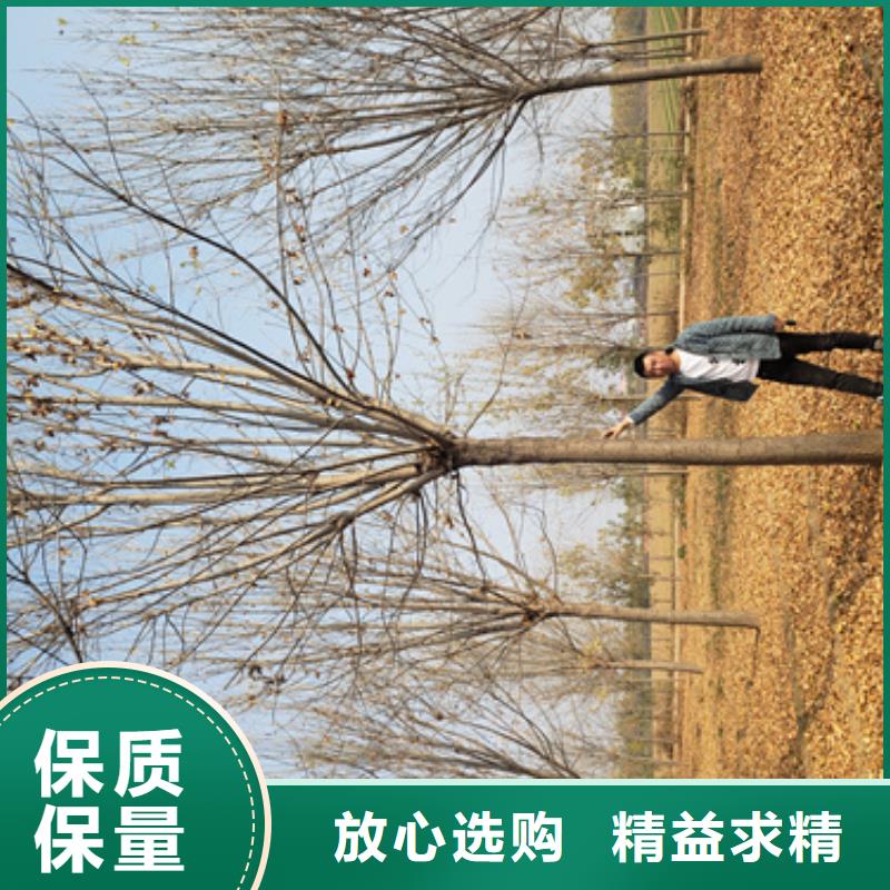 法桐小苗价格品牌:翌昊苗木种植基地