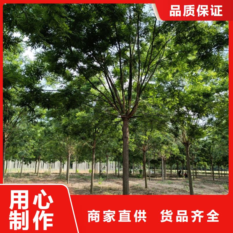 造型法桐质量保证绿化苗木