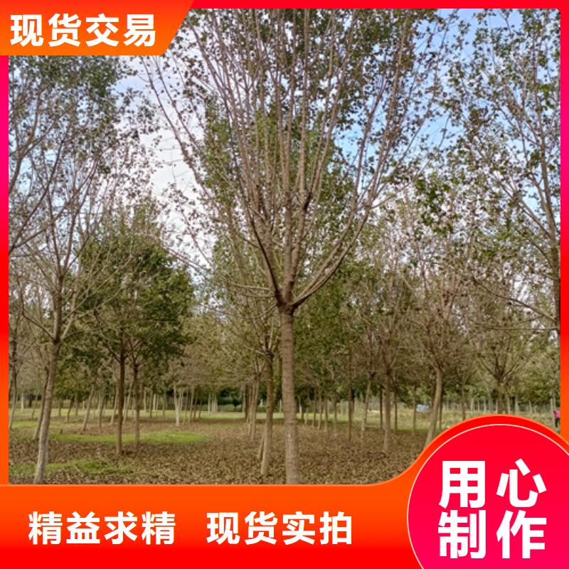 法桐质量保证绿化乔木