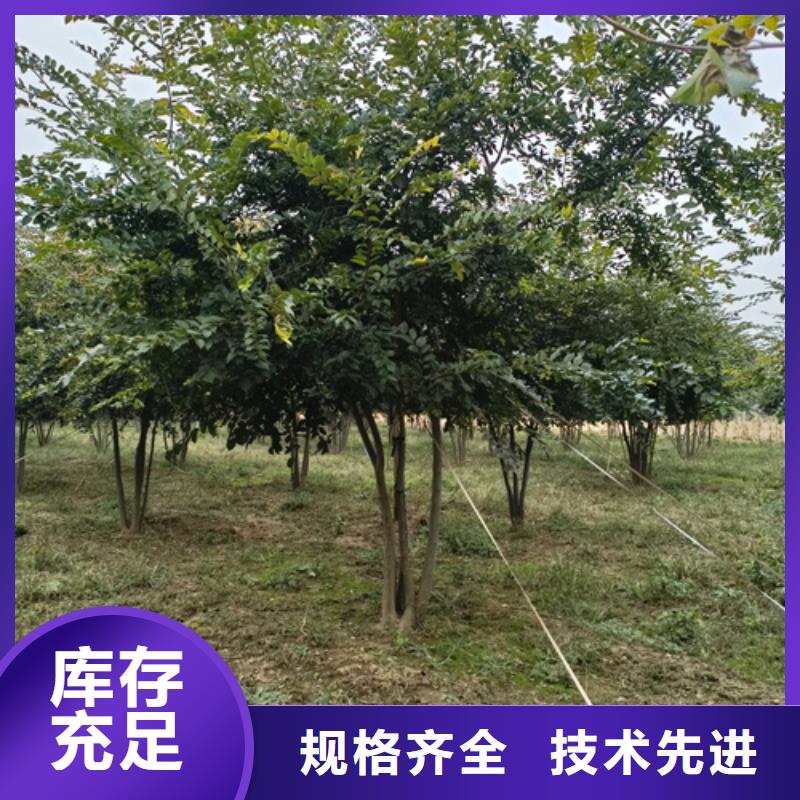 法桐小苗价格品牌:翌昊苗木种植基地