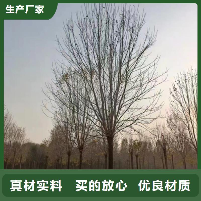 法桐小苗质量放心绿化苗木