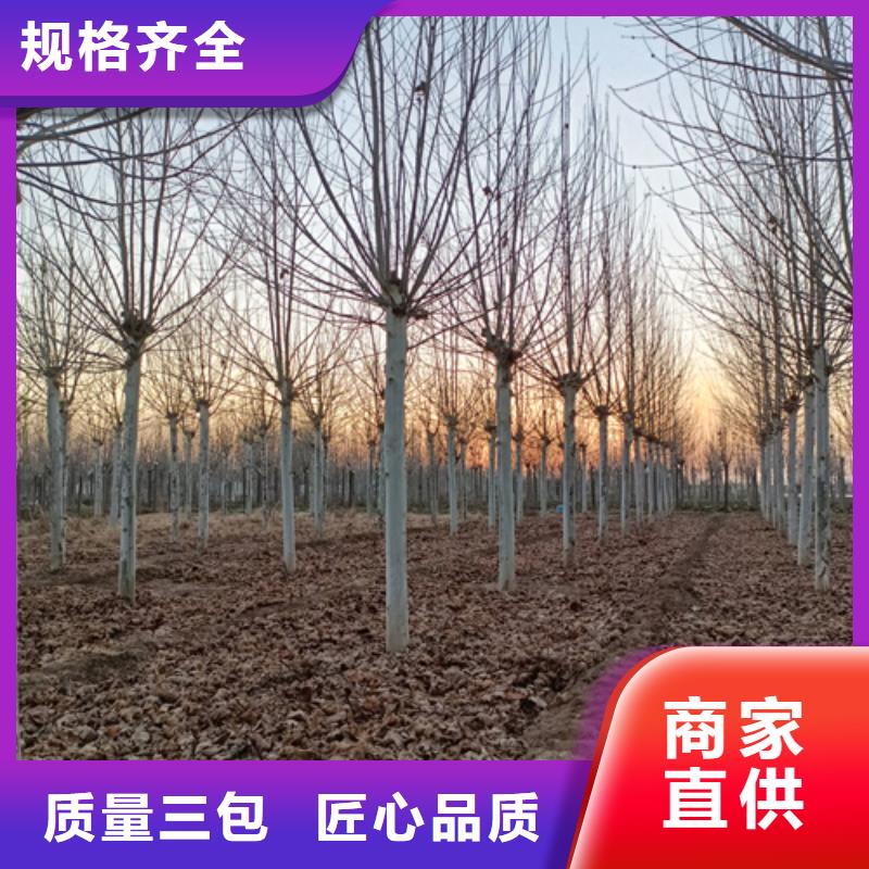 造型法桐价格合理绿化苗木