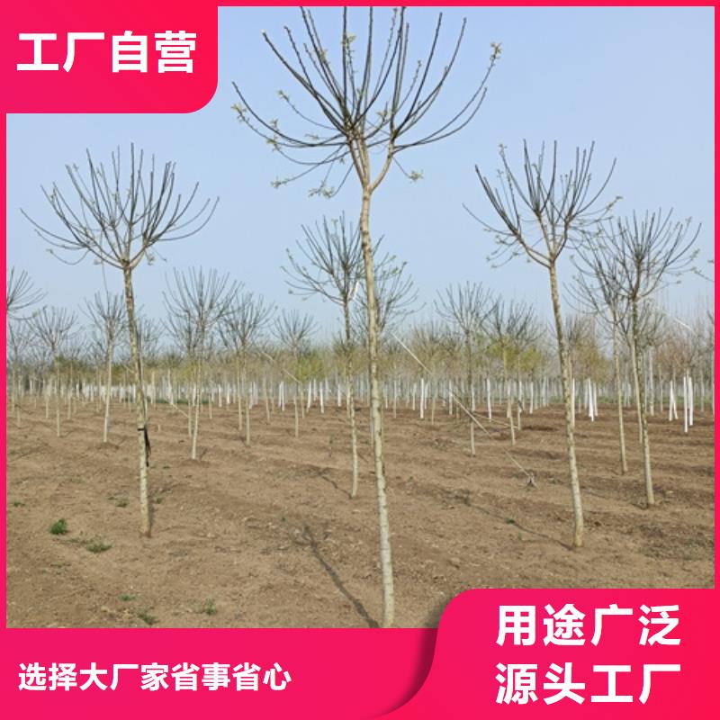 速生法桐量大从优苗木基地