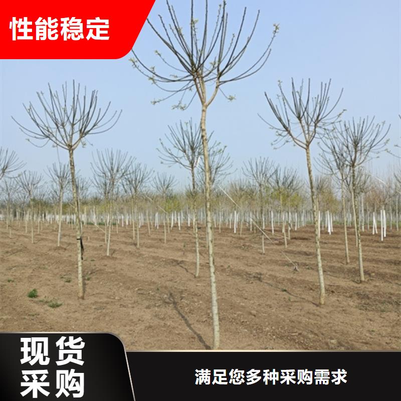 法桐小苗质量放心苗木基地