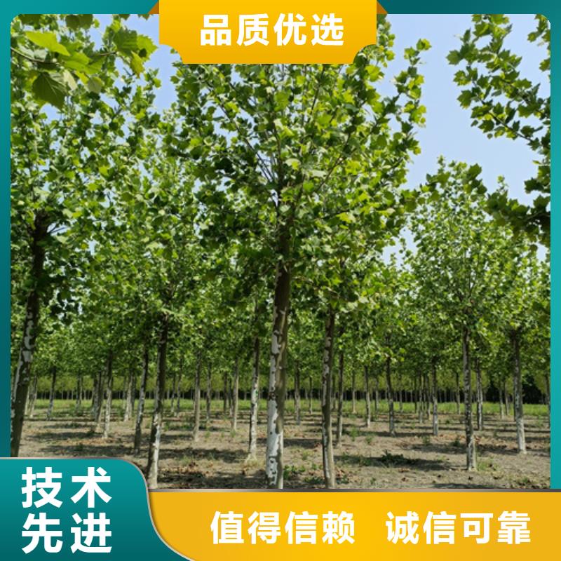 造型法桐欢迎来电绿化苗木