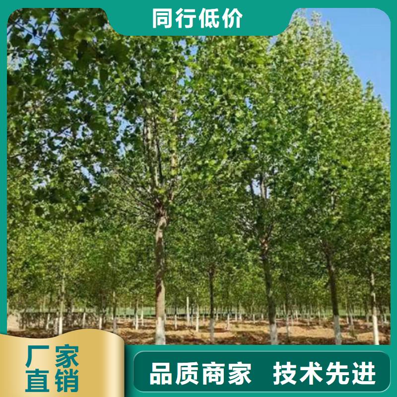 法桐就选翌昊苗木种植基地