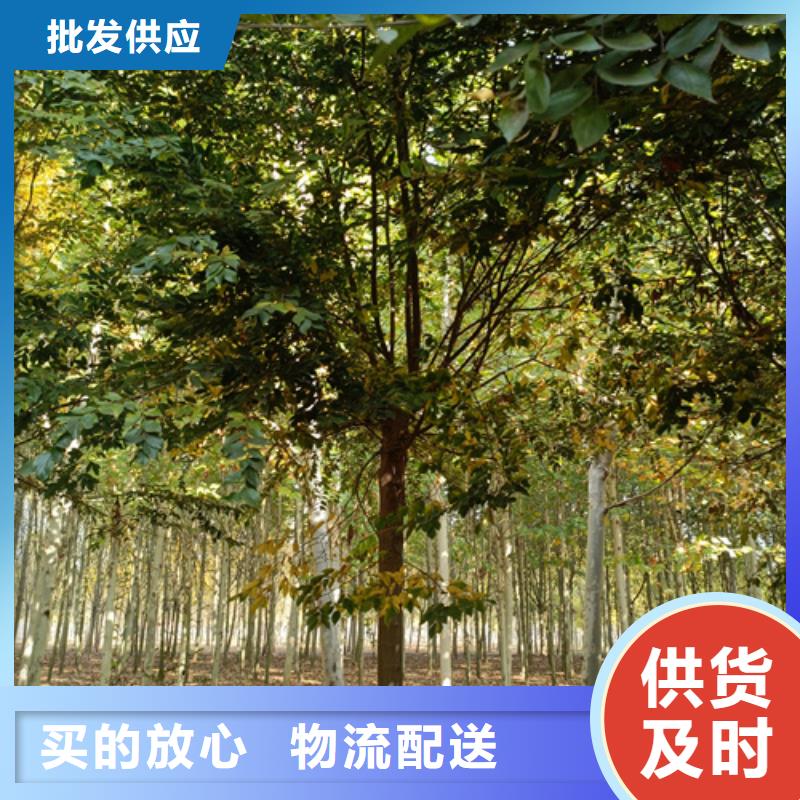 法桐行情质量保证绿化乔木
