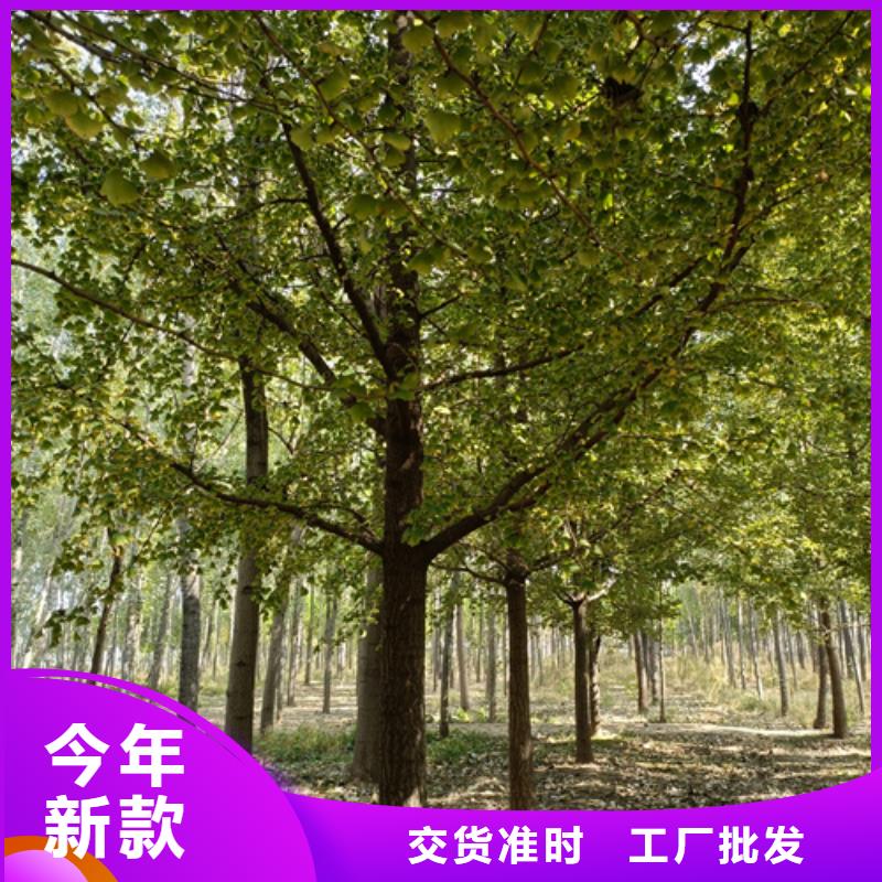 法桐小苗种植基地苗木基地