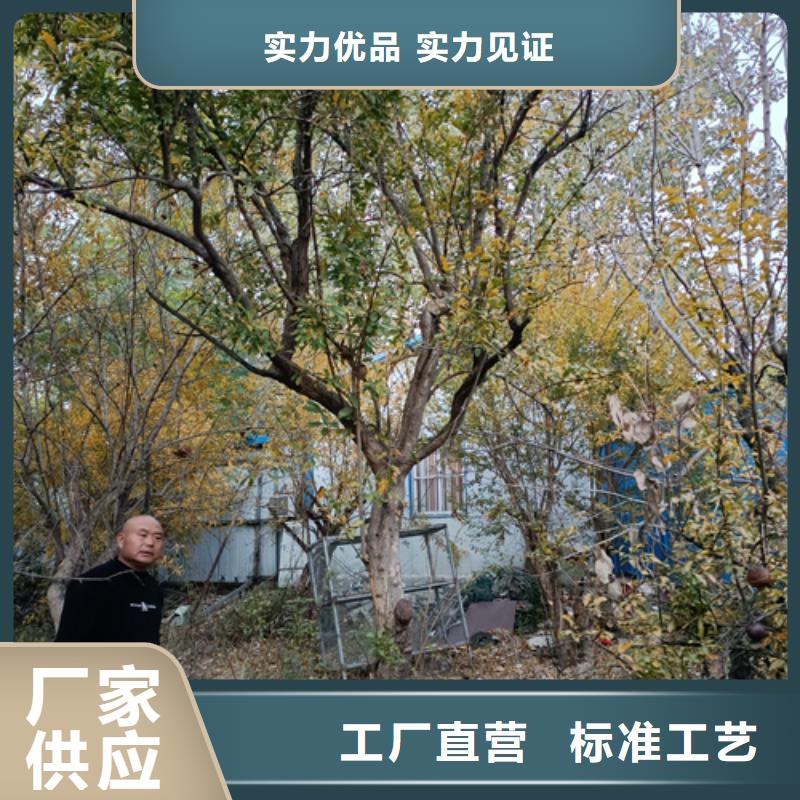 法桐规格厂家-售后服务好