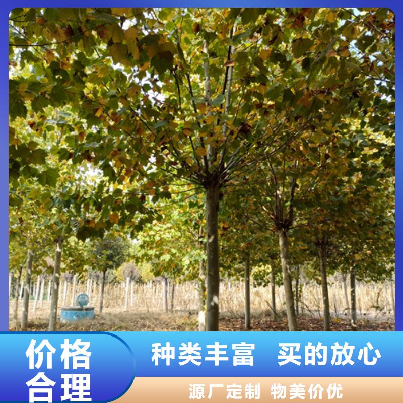 法桐价格种植基地绿化苗木