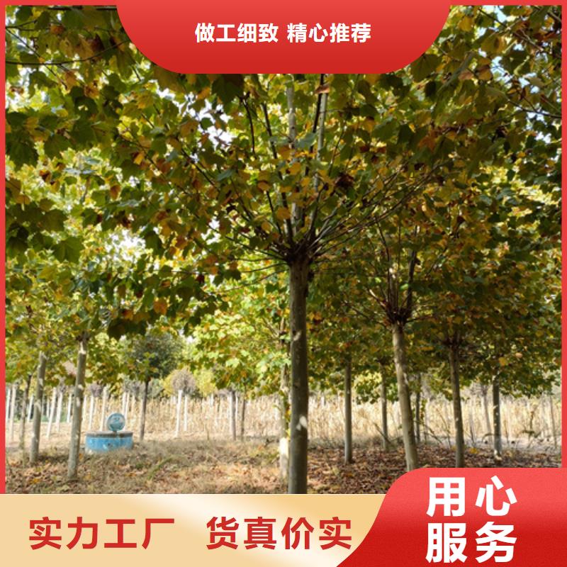 法桐小苗价格品牌:翌昊苗木种植基地