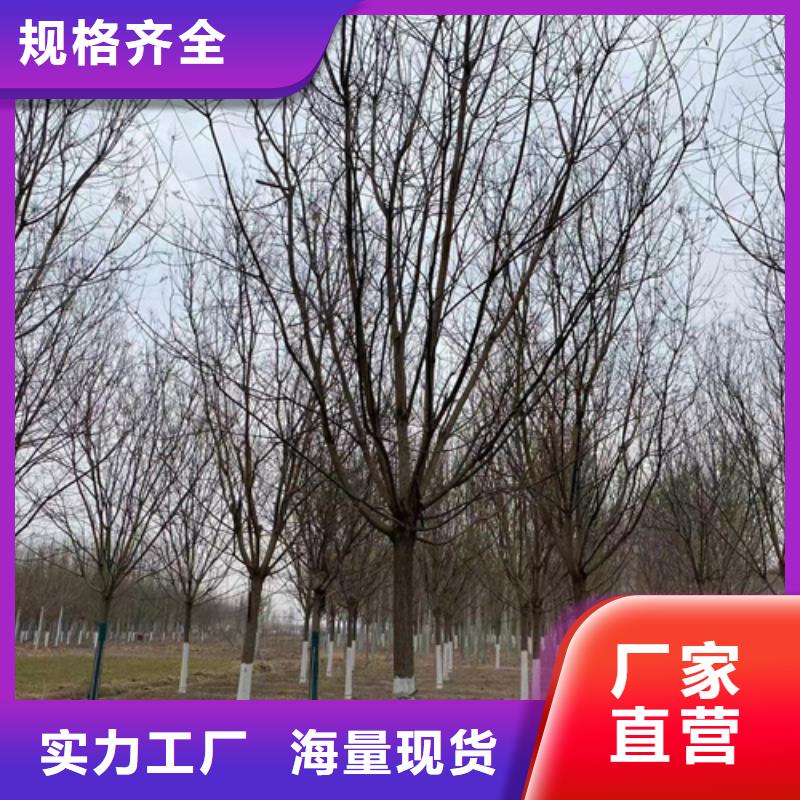 法桐小苗特点