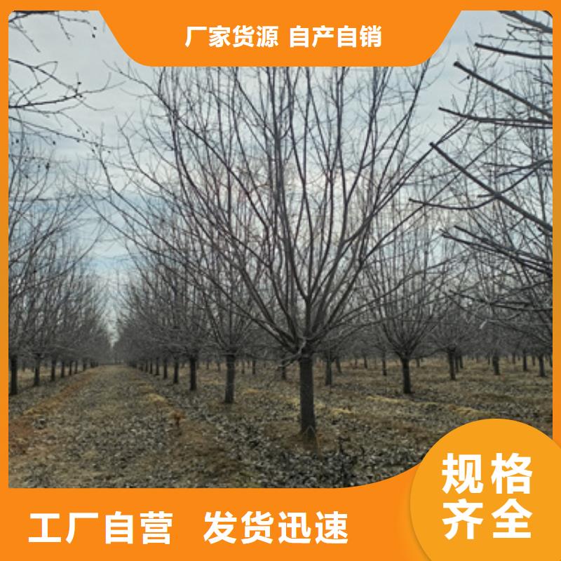 法桐行情定做_翌昊苗木种植基地