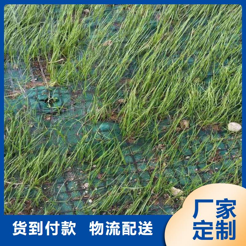 植物生态防护毯护坡植被植草毯公司