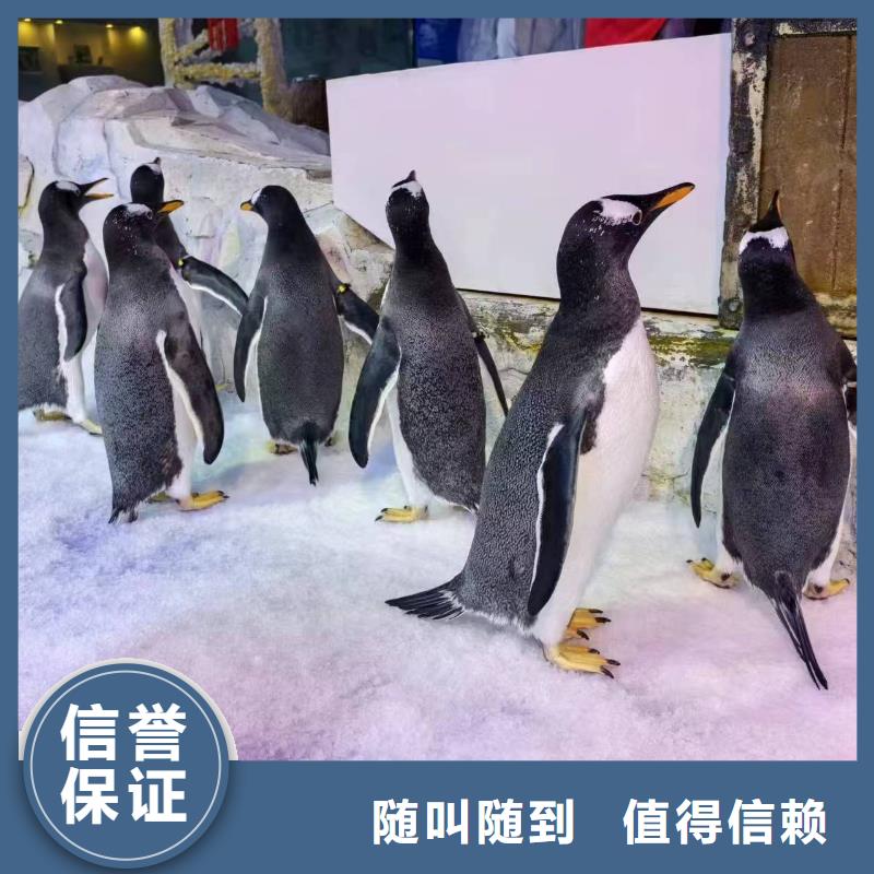 甄选:企鹅展览供货商