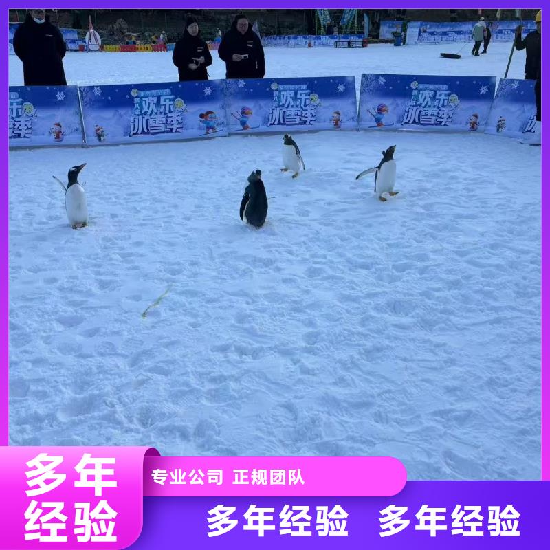 甄选:企鹅展览供货商