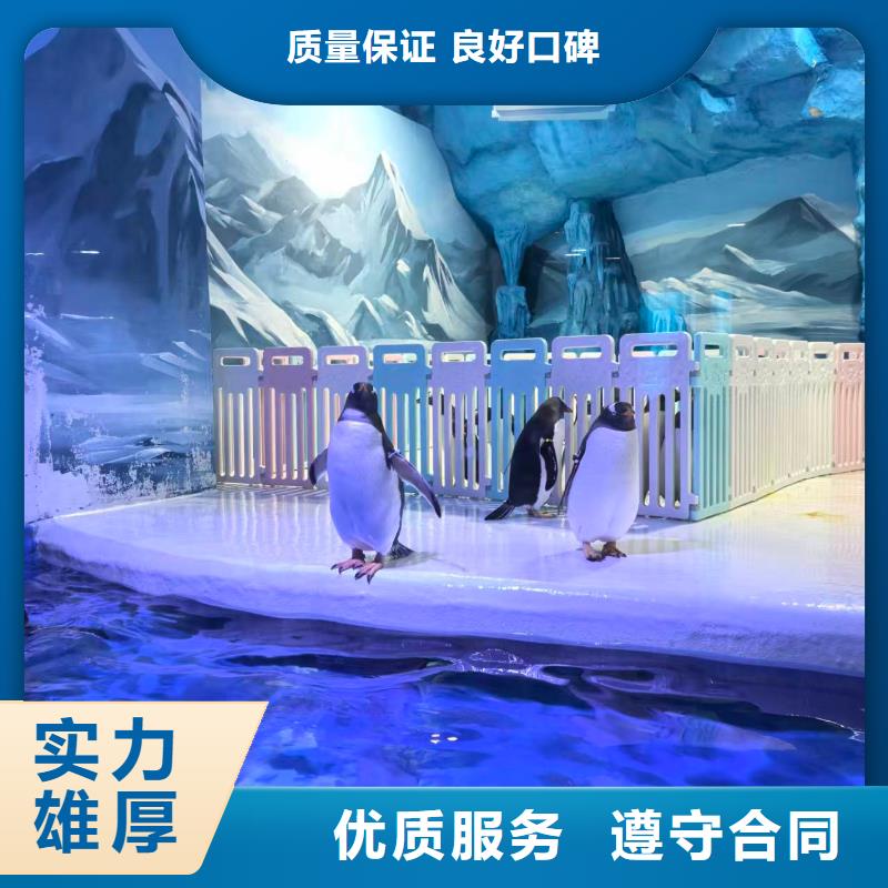 甄选:企鹅展览供货商