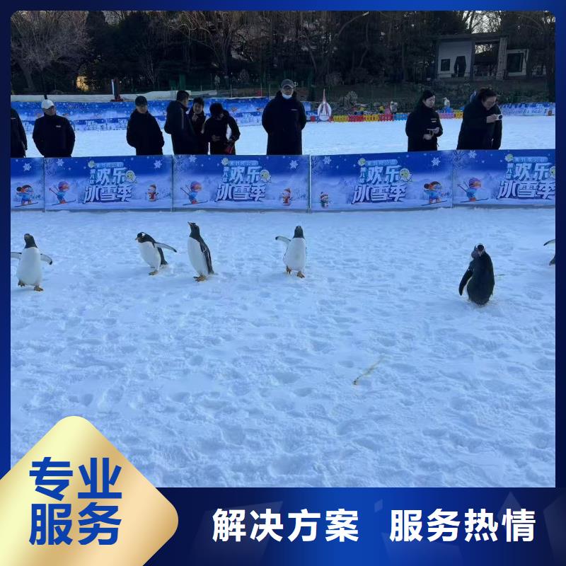 帝企鹅 低于市场价