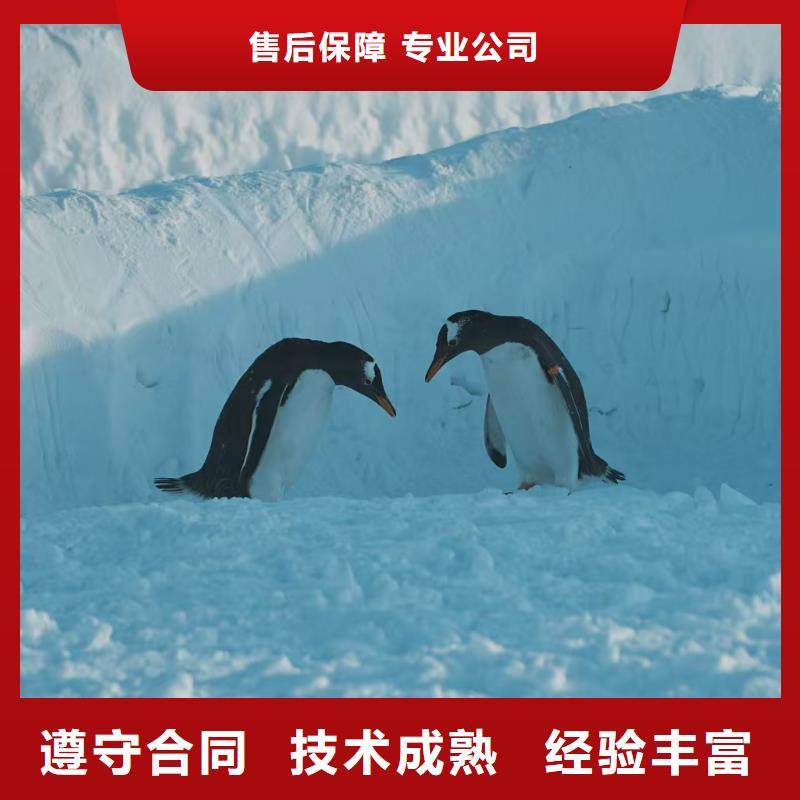 甄选:企鹅展览供货商