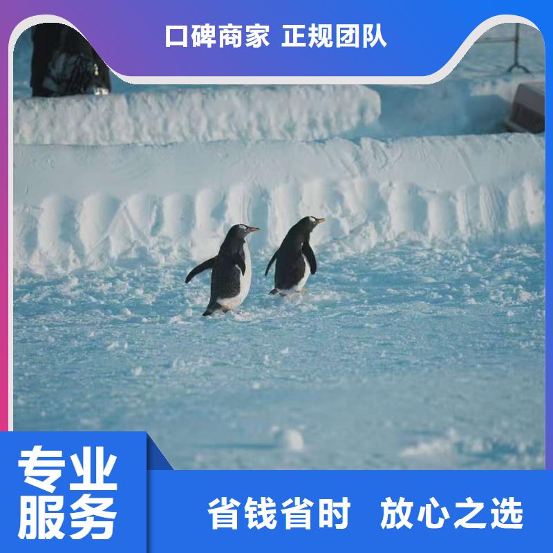 甄选:企鹅展览供货商