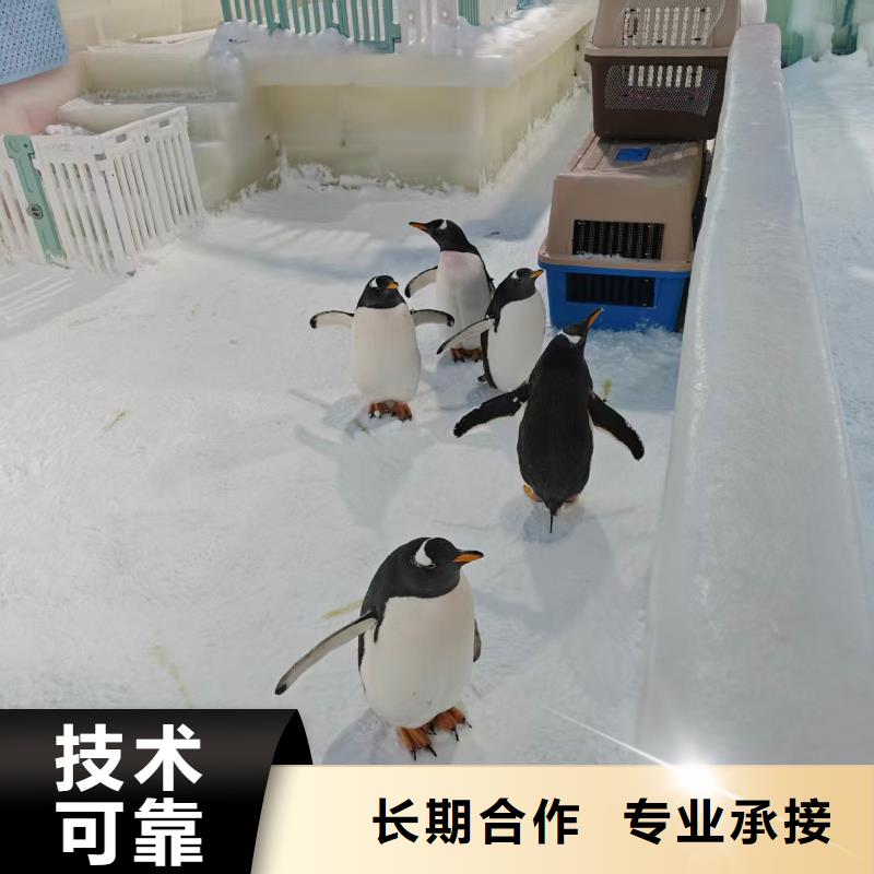 甄选:企鹅展览供货商