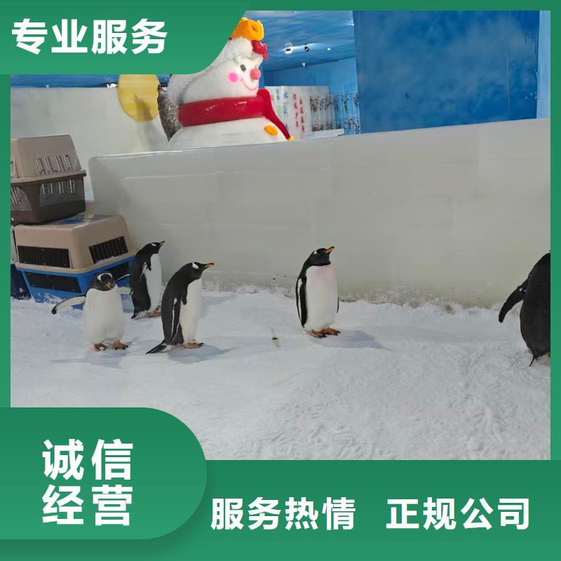 甄选:企鹅展览供货商